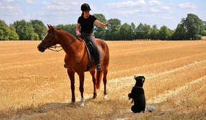 Reiterin auf einem Feld